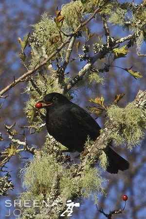 Blackbird  red berry  lichen  photograph  Derryclare   Co Galway Winter Morsel.jpg Winter Morsel.jpg Winter Morsel.jpg Winter Morsel.jpg